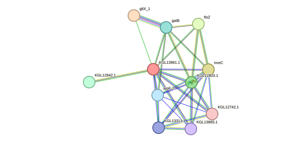 STRING protein interaction network