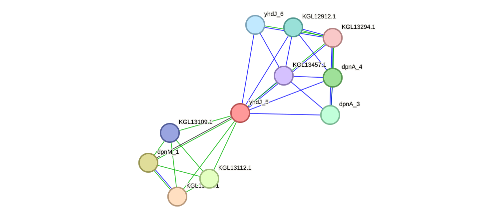 STRING protein interaction network