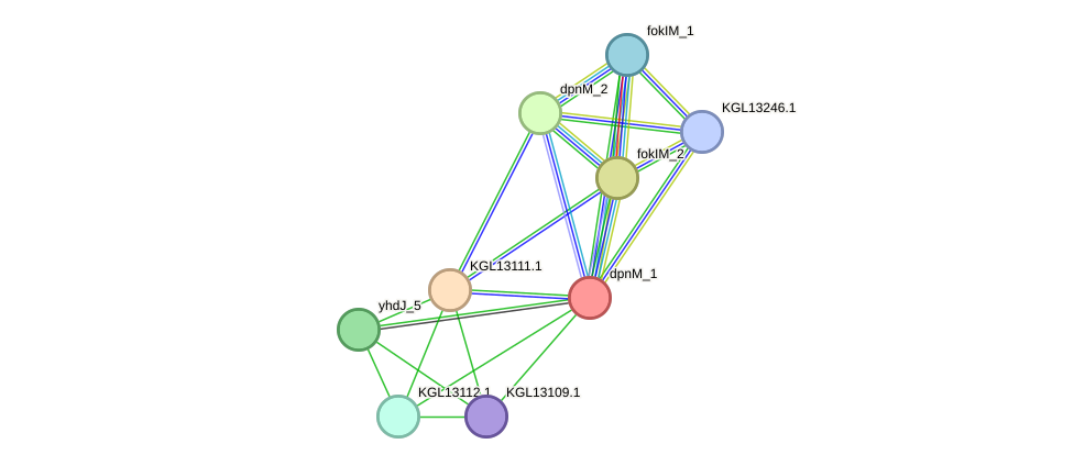 STRING protein interaction network