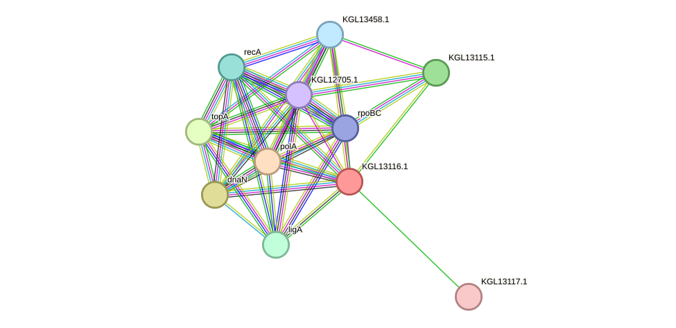 STRING protein interaction network