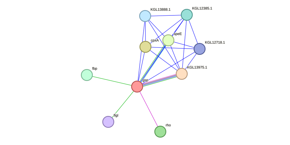 STRING protein interaction network