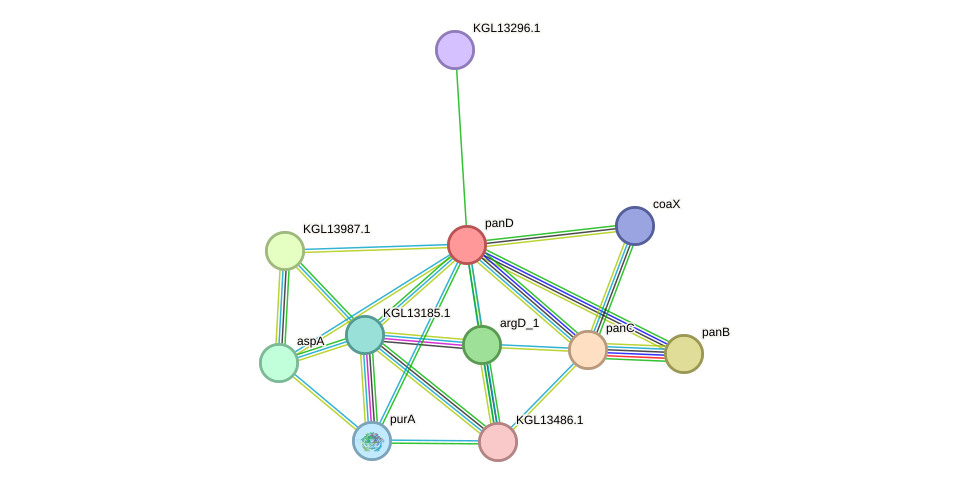 STRING protein interaction network