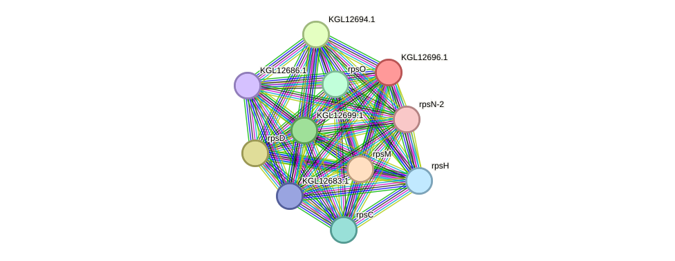 STRING protein interaction network