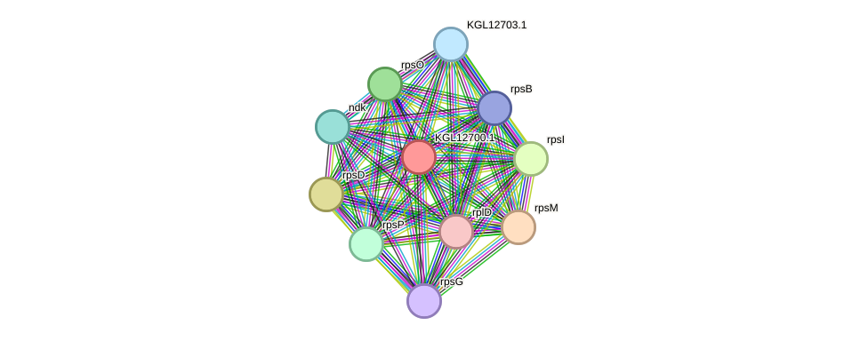 STRING protein interaction network