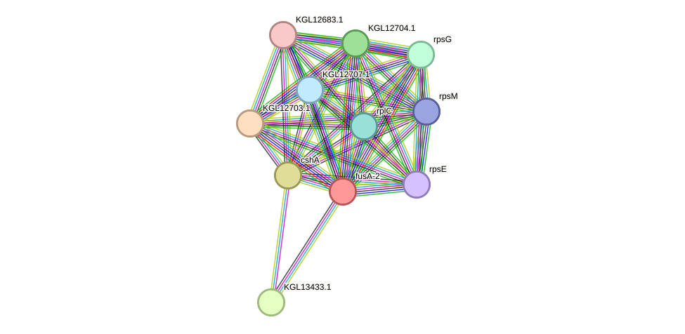 STRING protein interaction network