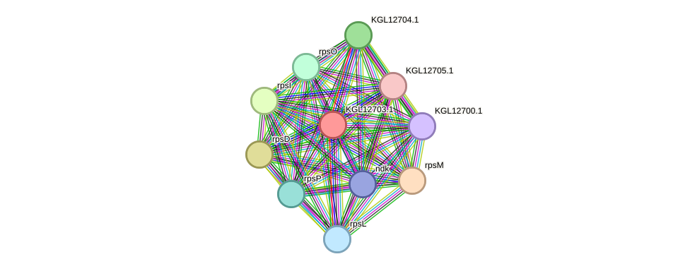 STRING protein interaction network