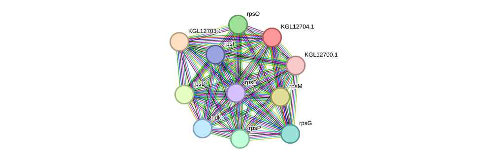 STRING protein interaction network