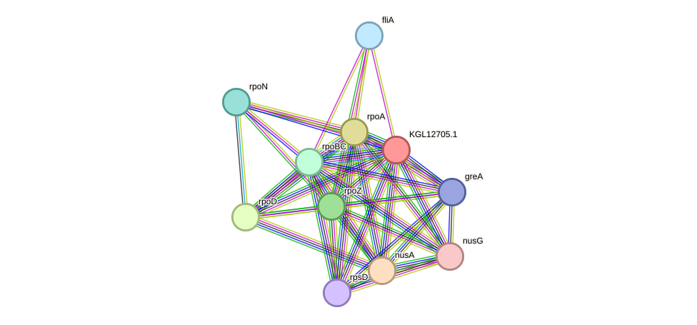 STRING protein interaction network