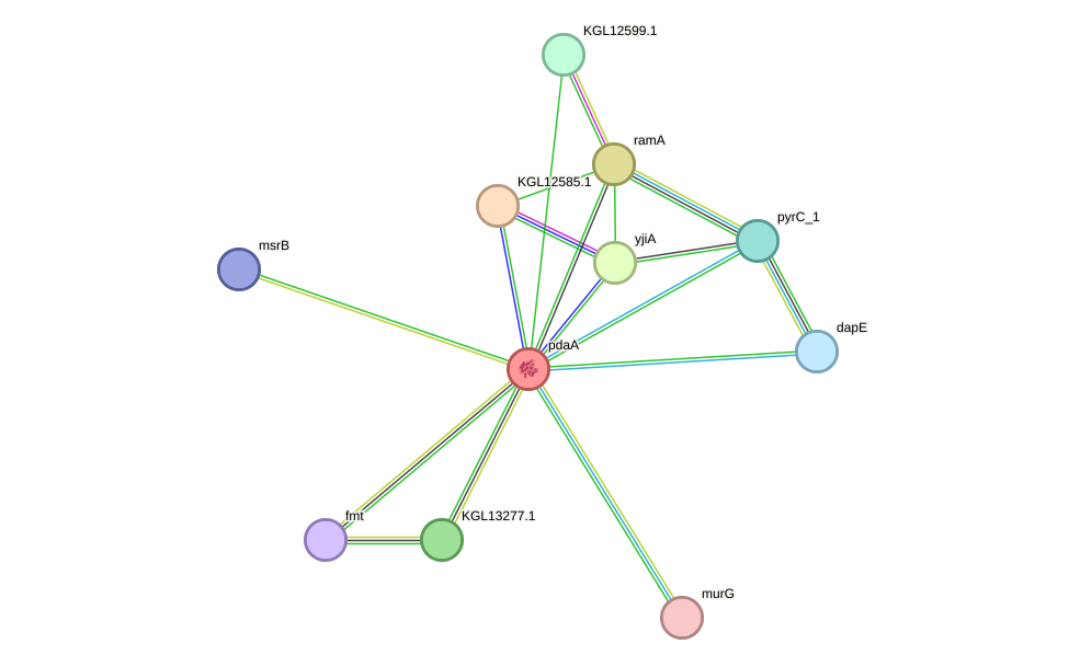 STRING protein interaction network