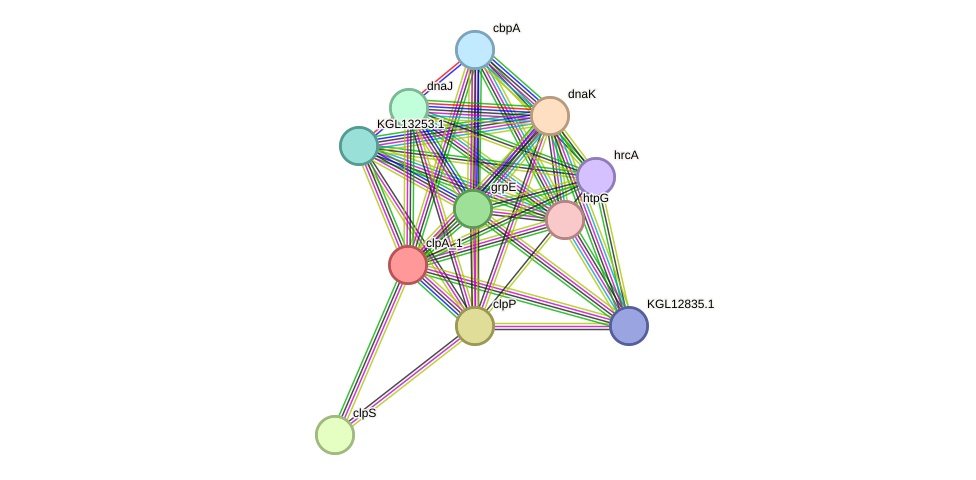 STRING protein interaction network
