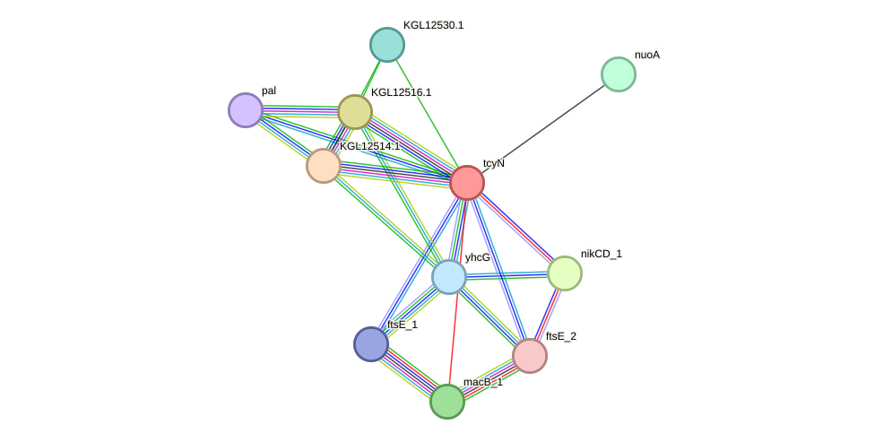 STRING protein interaction network