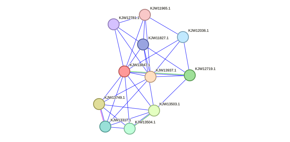 STRING protein interaction network