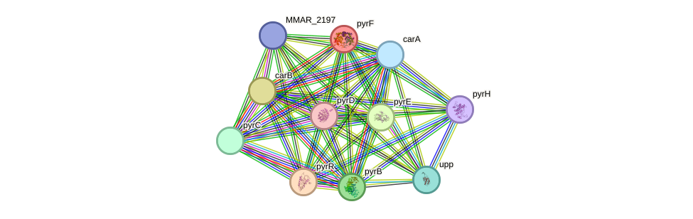 STRING protein interaction network