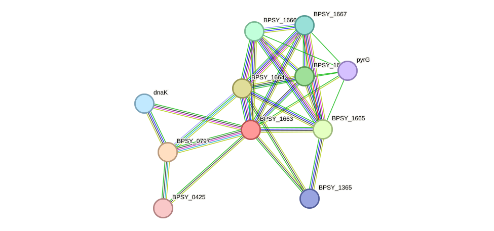 STRING protein interaction network
