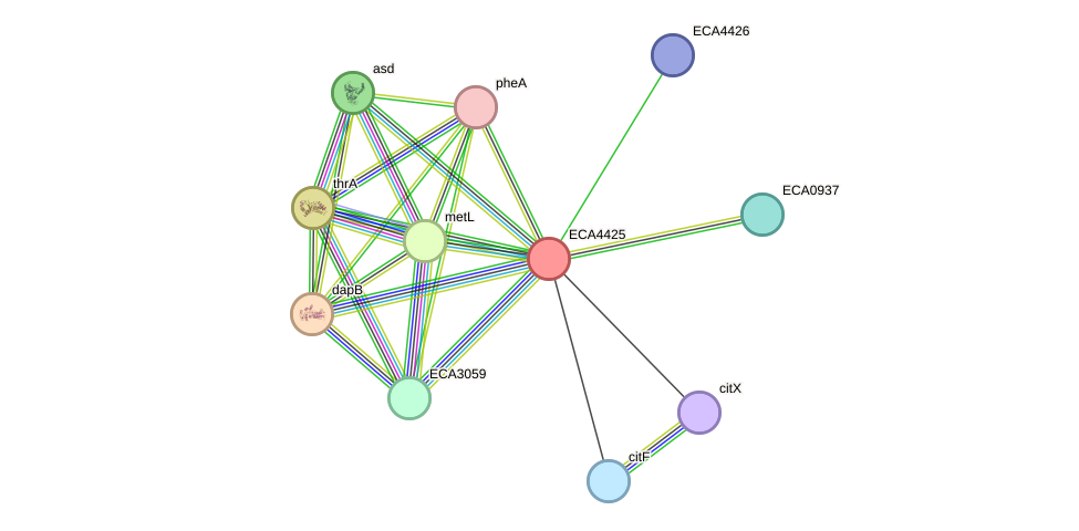 STRING protein interaction network