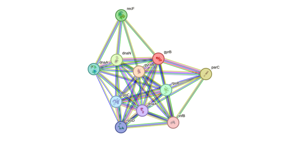STRING protein interaction network