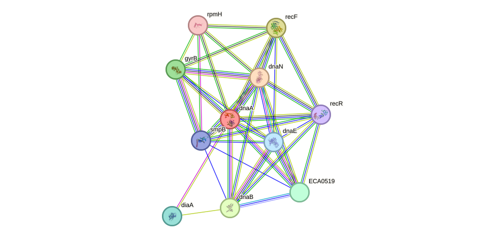 STRING protein interaction network
