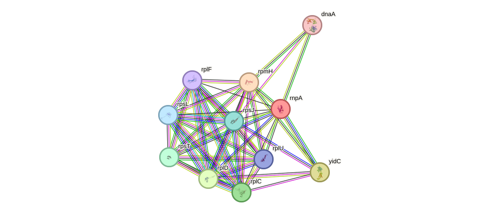STRING protein interaction network