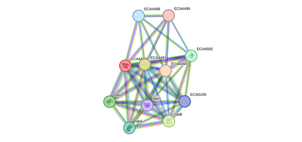 STRING protein interaction network