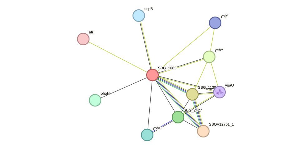 STRING protein interaction network