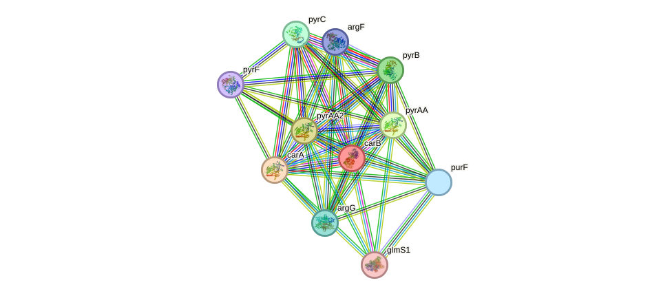 STRING protein interaction network