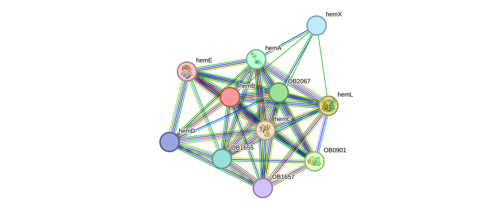 STRING protein interaction network