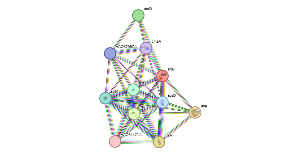 STRING protein interaction network