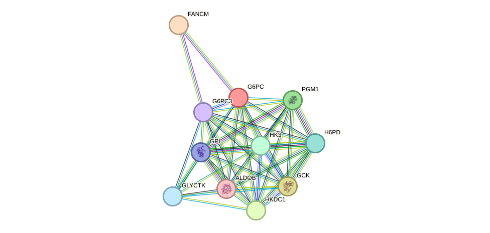 STRING protein interaction network