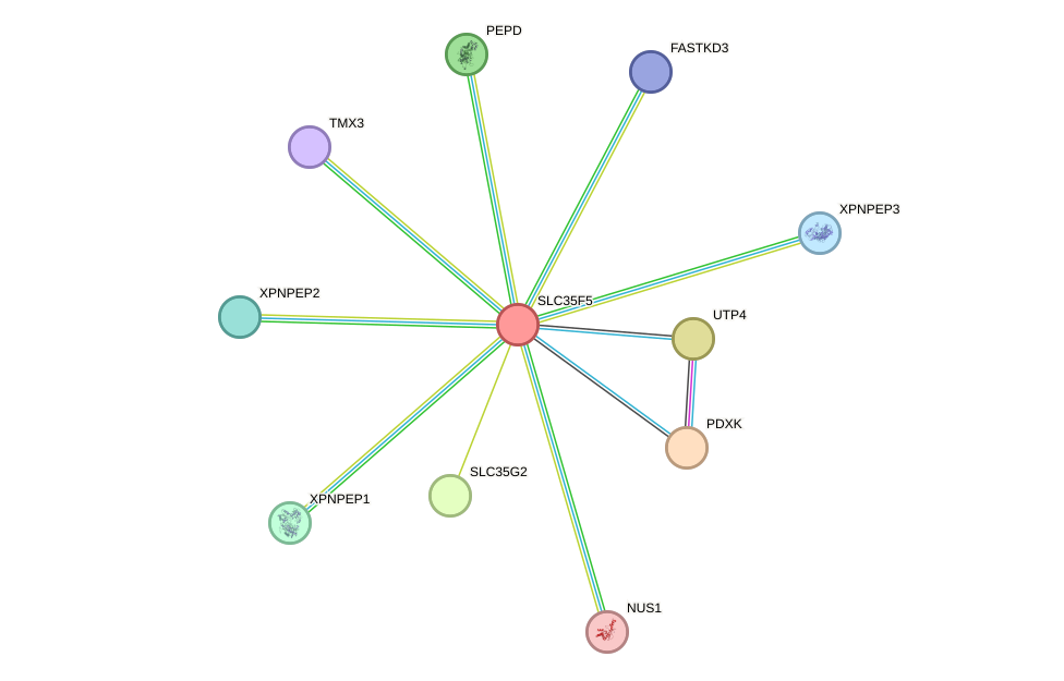 STRING protein interaction network