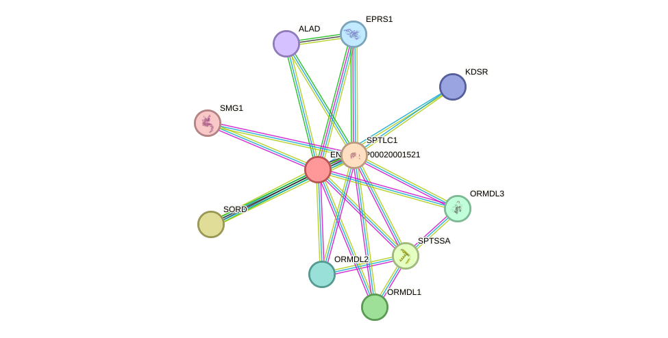 STRING protein interaction network