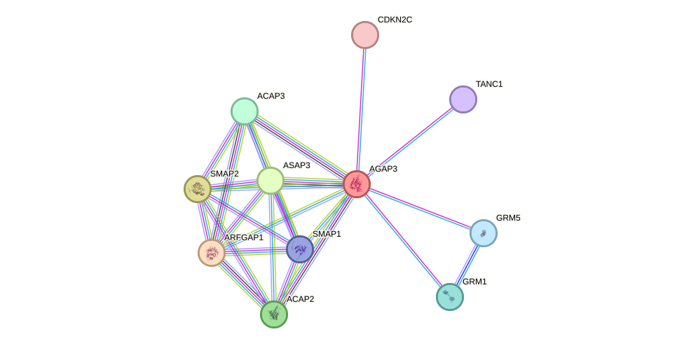 STRING protein interaction network