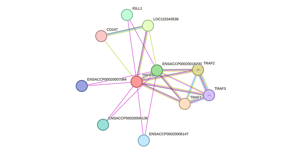 STRING protein interaction network