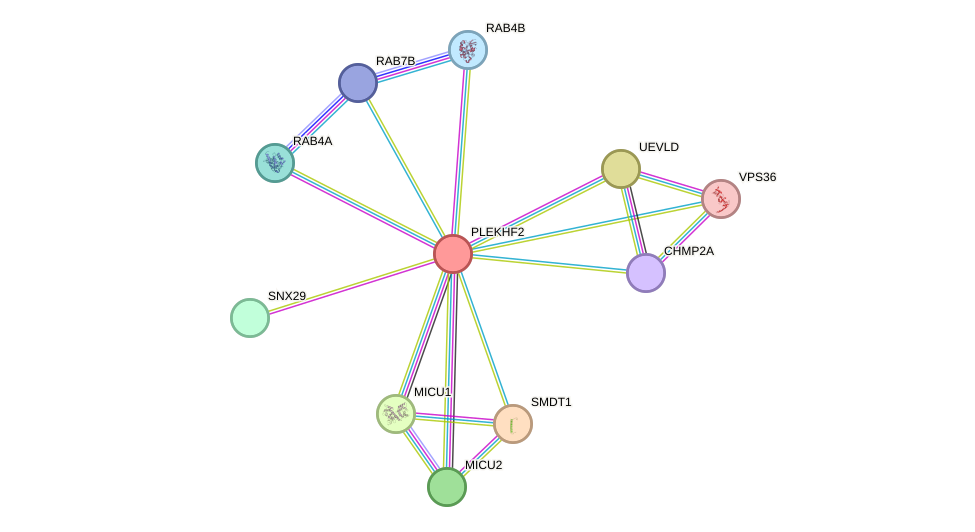 STRING protein interaction network