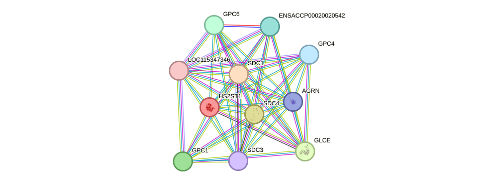 STRING protein interaction network