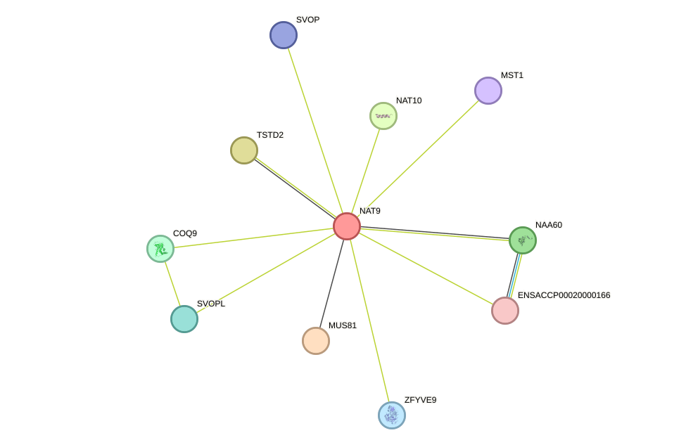 STRING protein interaction network