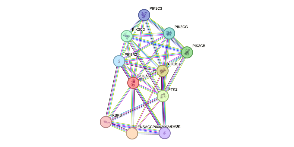 STRING protein interaction network