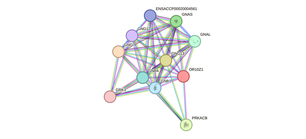 STRING protein interaction network