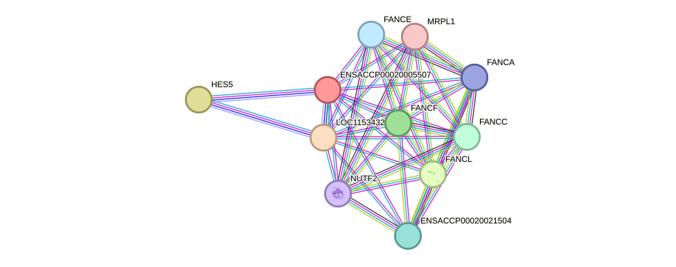 STRING protein interaction network