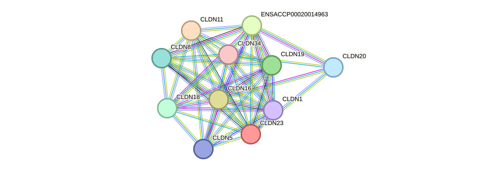 STRING protein interaction network