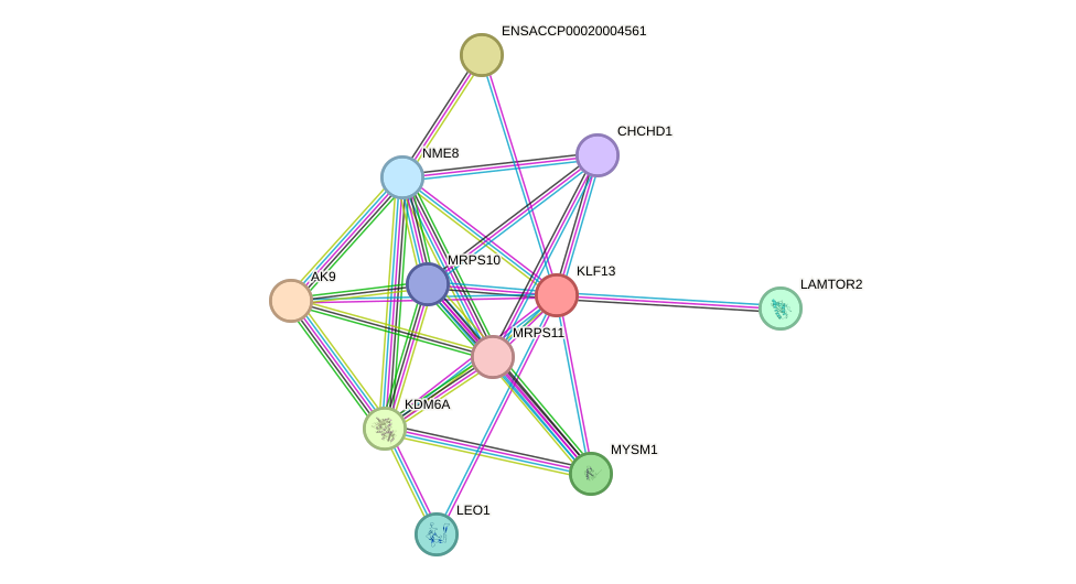 STRING protein interaction network