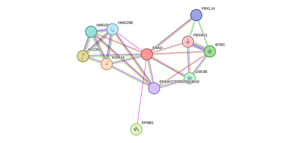 STRING protein interaction network