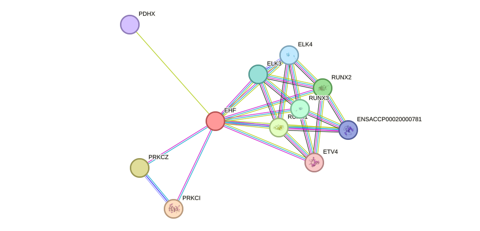 STRING protein interaction network