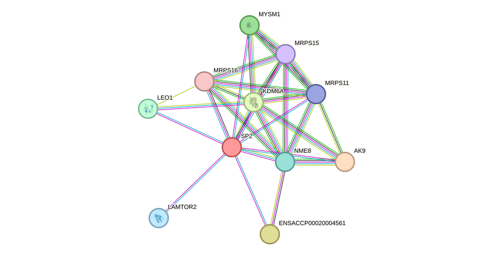 STRING protein interaction network