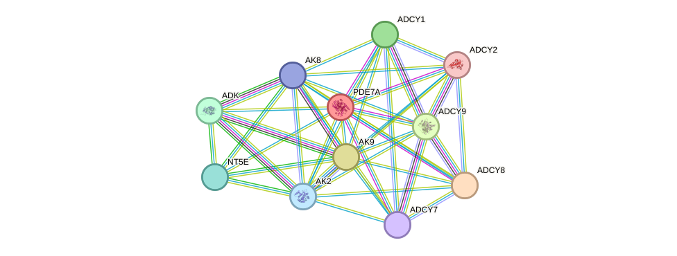 STRING protein interaction network