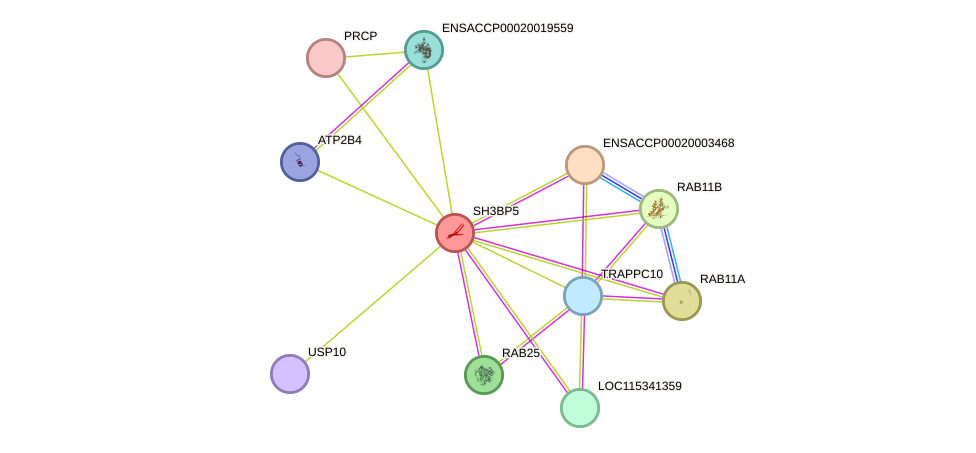 STRING protein interaction network