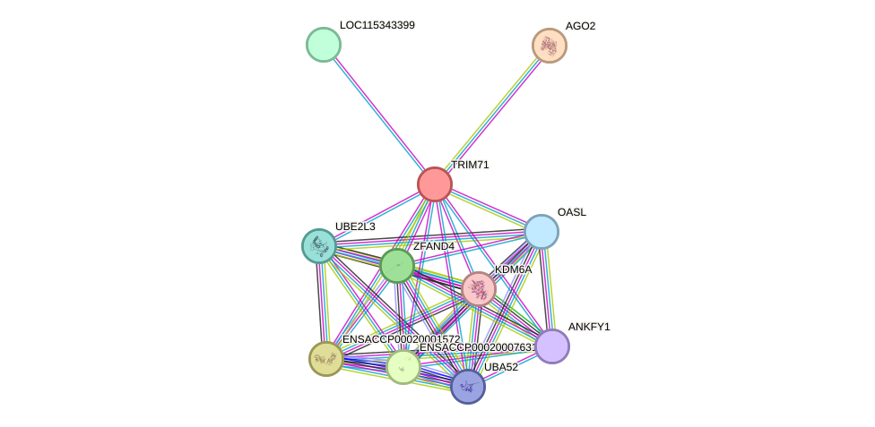 STRING protein interaction network