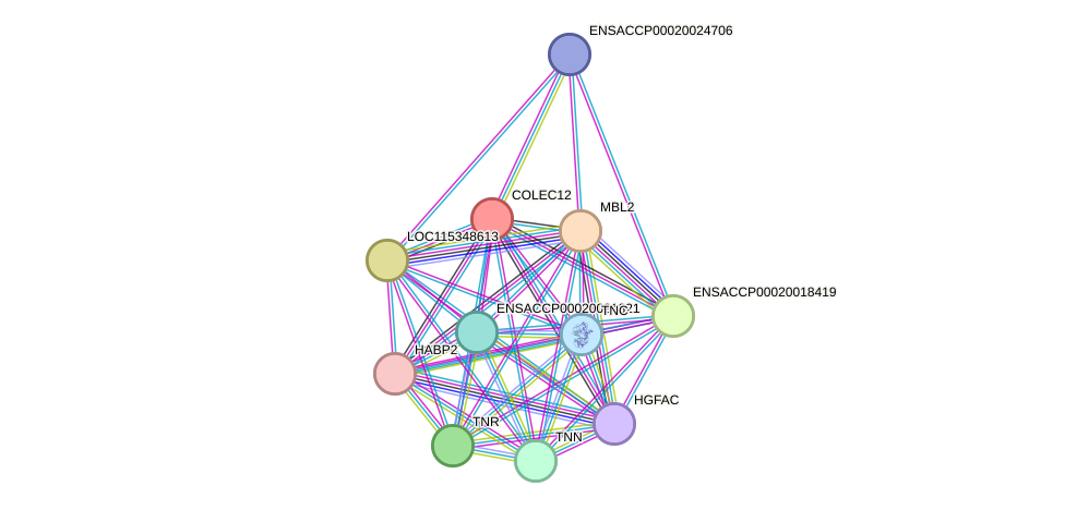 STRING protein interaction network