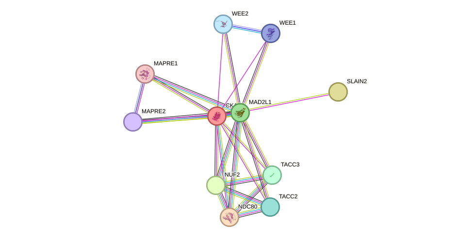 STRING protein interaction network