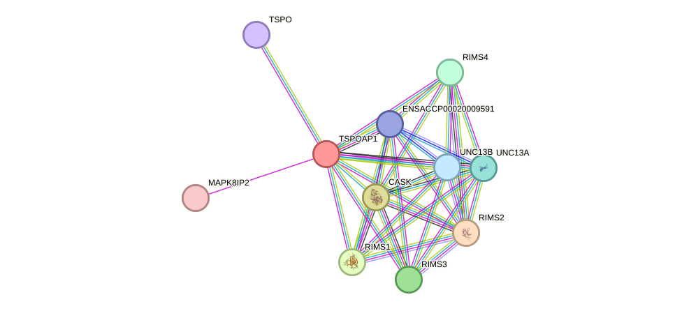 STRING protein interaction network