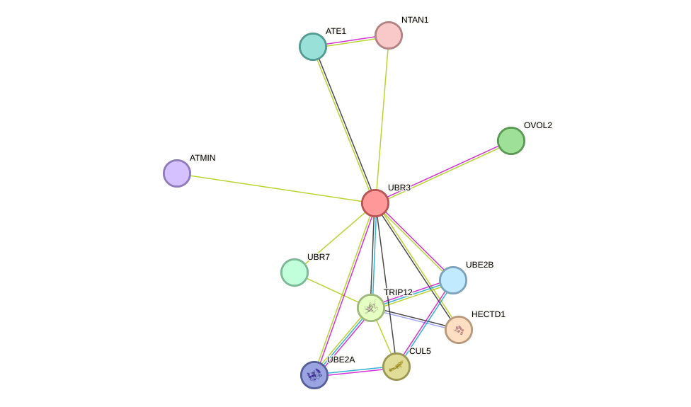 STRING protein interaction network